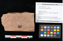 Foto (Objekt + Etikett) von Pinus ciliata Ettingshausen (NHMW-GEO-2024-0188-0320)